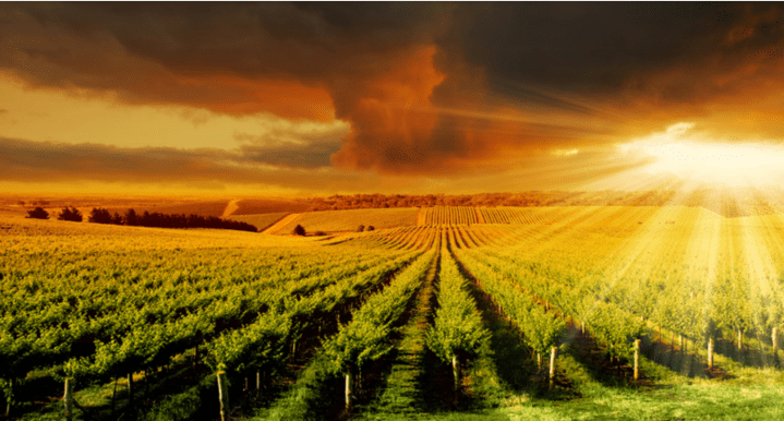 Best Wineries Around&nbsp;Australia